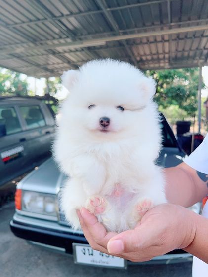 ปอมเชียงใหม่ รูปที่ 3