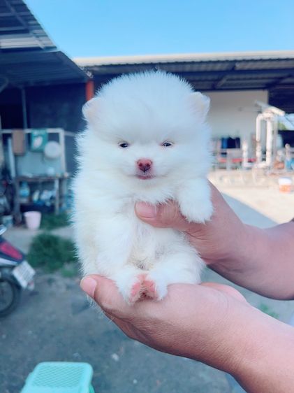 ปอมเชียงใหม่ รูปที่ 2