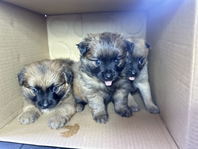 ขายลูกสุนัขปอมผสมชิวาวหาผู้2เมีย1อายุ40วันตัวละ2900