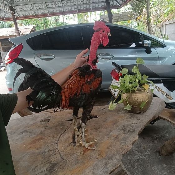 ไก่พม่าจิ้มตี ผสมคอล่อน 8 เดือน 2.5 โล