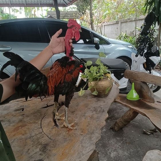 ไก่พม่าจิ้มตี ผสมคอล่อน 8 เดือน 2.5 โล รูปที่ 2