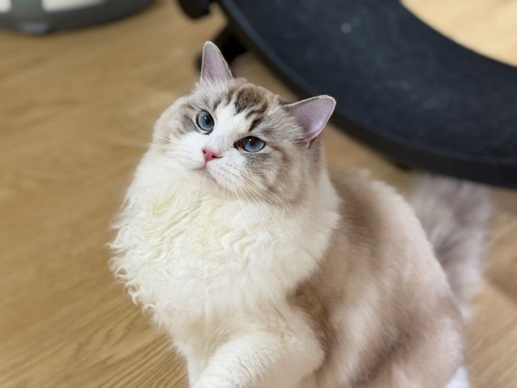 น้องแมว Ragdoll  รูปที่ 5