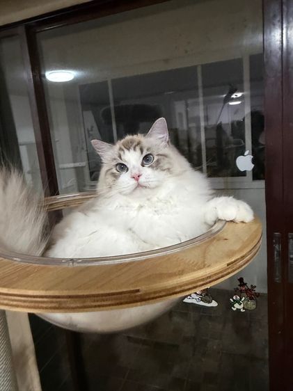 น้องแมว Ragdoll  รูปที่ 4