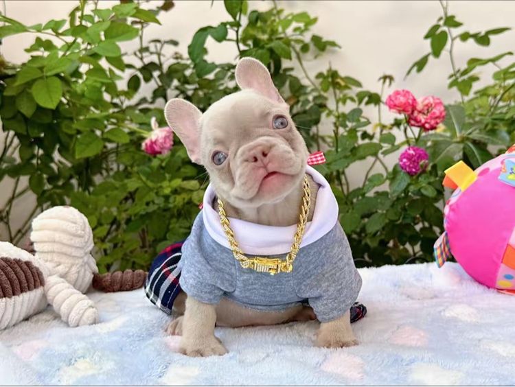 เฟรนบลูด็อก อิสเบลล่าแทนนิวเฉด หญิง รูปที่ 5