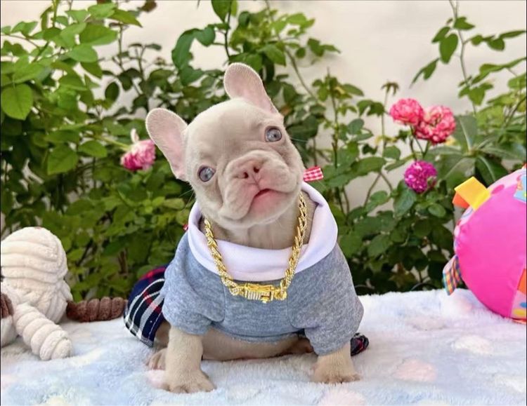 เฟรนบลูด็อก อิสเบลล่าแทนนิวเฉด หญิง รูปที่ 6