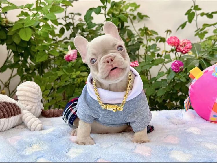 เฟรนบลูด็อก อิสเบลล่าแทนนิวเฉด หญิง รูปที่ 2