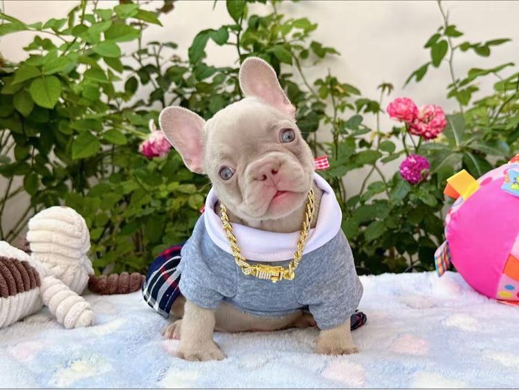 เฟรนช์ บูลด็อก (French Bulldog) เล็ก เฟรนบลูด็อก อิสเบลล่าแทนนิวเฉด หญิง