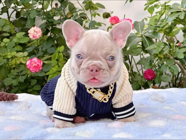 เฟรนบลูด็อก อิสเบลล่าแทนนิวเฉด หญิง รูปที่ 5