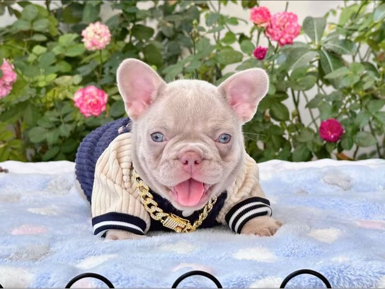 เฟรนช์ บูลด็อก (French Bulldog) เล็ก เฟรนบลูด็อก อิสเบลล่าแทนนิวเฉด หญิง