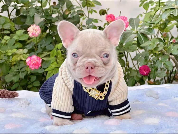 เฟรนบลูด็อก อิสเบลล่าแทนนิวเฉด หญิง รูปที่ 3