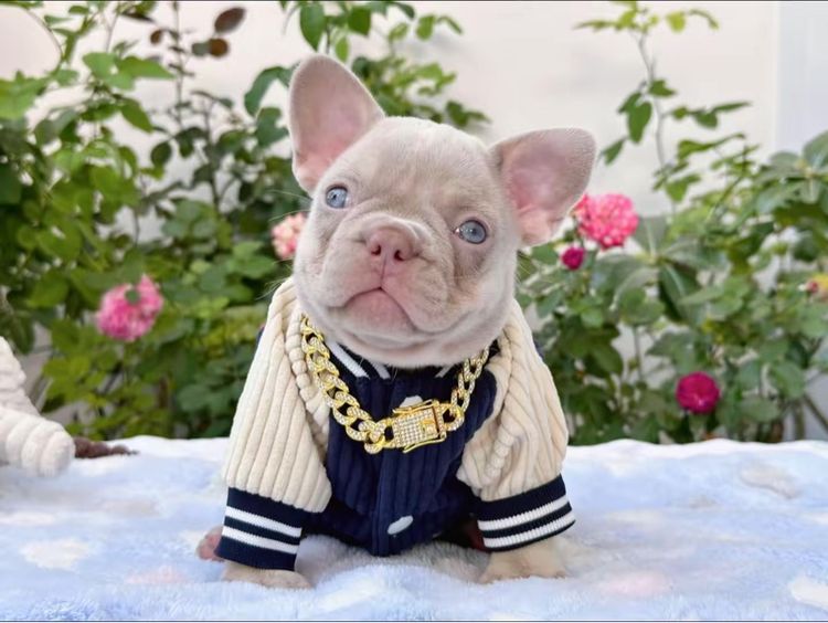 เฟรนบลูด็อก อิสเบลล่าแทนนิวเฉด หญิง รูปที่ 10