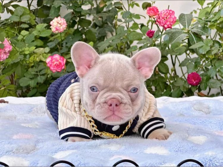 เฟรนบลูด็อก อิสเบลล่าแทนนิวเฉด หญิง รูปที่ 2