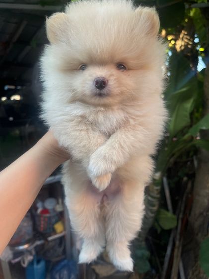 ปอมแท้ รูปที่ 4