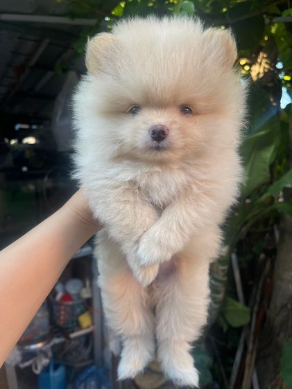 ปอมแท้ รูปที่ 2