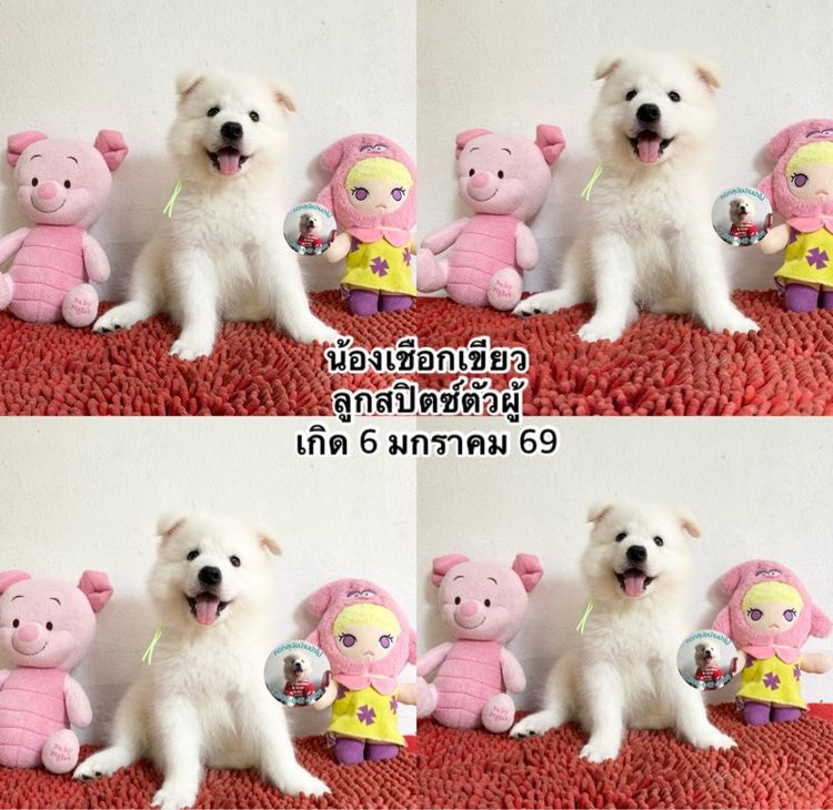 ลูกสปิตซ์หาบ้านตัวผู้ 3 ตัว รูปที่ 2