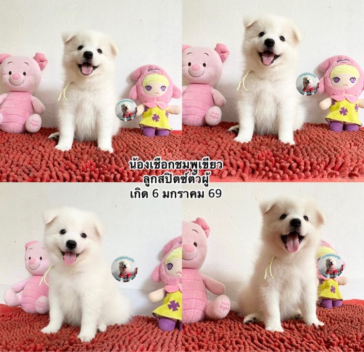 อื่นๆ กลาง ลูกสปิตซ์หาบ้านตัวผู้ 3 ตัว