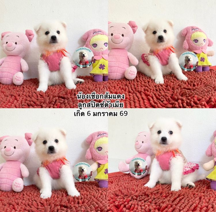 ลูกสปิตซ์ตัวเมียหาบ้าน 8 ตัว กินเก่ง แข็งแรง ขี้เล่ส รูปที่ 8