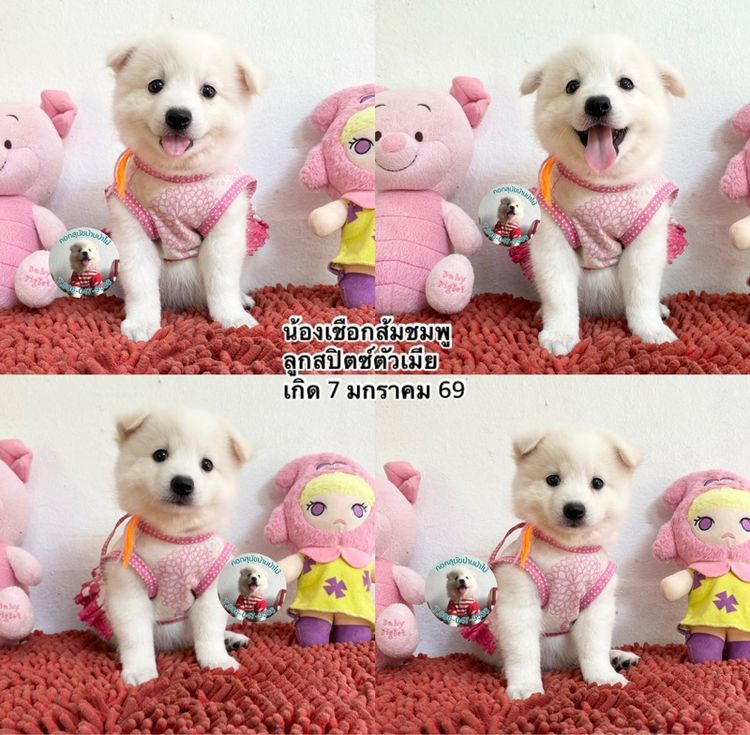 ลูกสปิตซ์ตัวเมียหาบ้าน 8 ตัว กินเก่ง แข็งแรง ขี้เล่ส รูปที่ 4