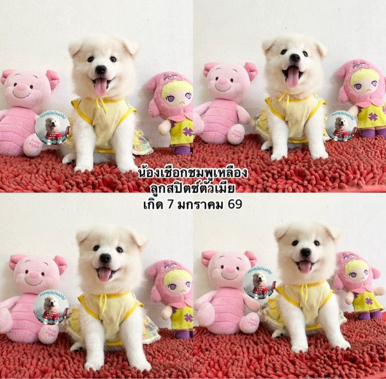 อื่นๆ กลาง ลูกสปิตซ์ตัวเมียหาบ้าน 8 ตัว กินเก่ง แข็งแรง ขี้เล่ส