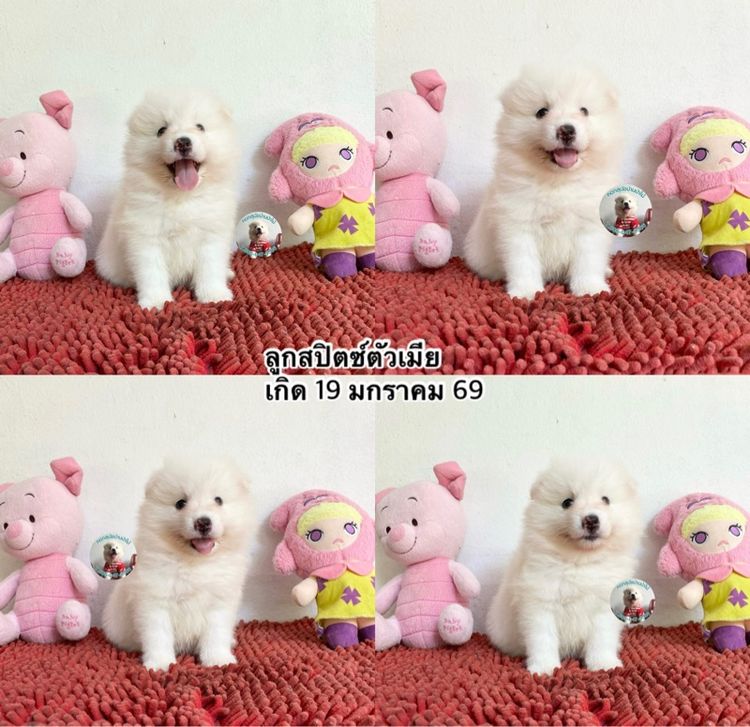 ลูกสปิตซ์ตัวเมียหาบ้าน 8 ตัว กินเก่ง แข็งแรง ขี้เล่ส รูปที่ 9