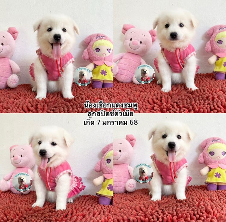 ลูกสปิตซ์ตัวเมียหาบ้าน 8 ตัว กินเก่ง แข็งแรง ขี้เล่ส รูปที่ 2