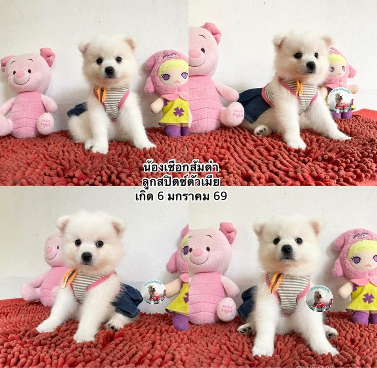 ลูกสปิตซ์ตัวเมียหาบ้าน 8 ตัว กินเก่ง แข็งแรง ขี้เล่ส รูปที่ 7
