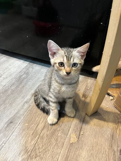 อเมริกันช็อตแฮร์ผสมไทย น่ารักๆพร้อมย้าย รูปที่ 5