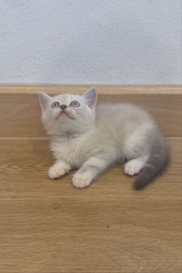 สก็อตติช รูปที่ 2