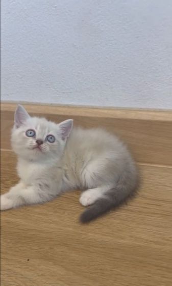 สก็อตติช โฟลด์ (Scottish Fold) สก็อตติช
