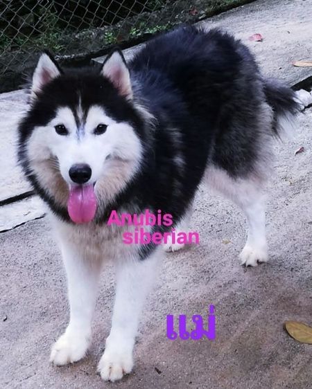 ลูกสุนัขไซบีเรียนฮัสกี้ วูลลี่โค้ท รูปที่ 6