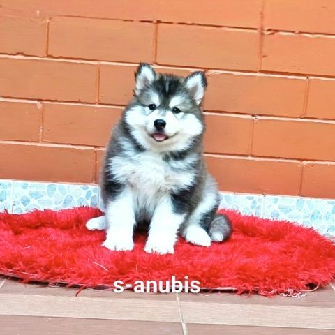 ลูกสุนัขไซบีเรียนฮัสกี้ วูลลี่โค้ท รูปที่ 4