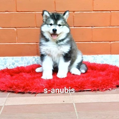 ไซบีเรียน ฮัสกี้ (Siberian Husky) ลูกสุนัขไซบีเรียนฮัสกี้ วูลลี่โค้ท
