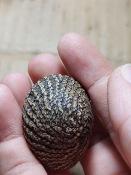 เครื่องรางเบี้ยแก้หลวงปู่บุญวัดกลางบางแก้ว รูปที่ 2