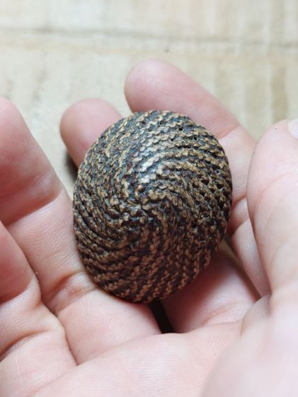 เครื่องรางเบี้ยแก้หลวงปู่บุญวัดกลางบางแก้ว รูปที่ 3