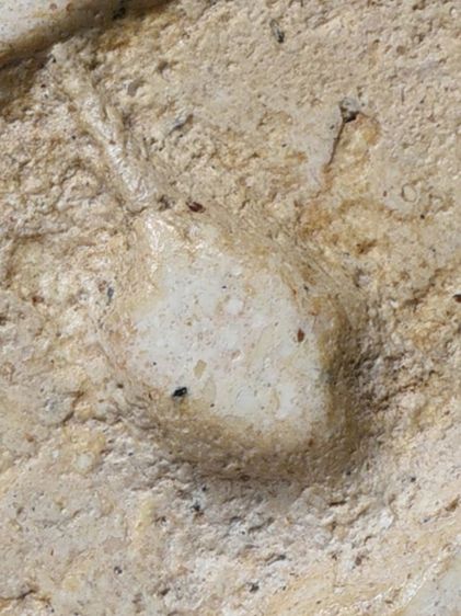 เปิดกรุ ให้เช่าบูชา พระบ้านของบรรพบุรุษ พระสมเด็จวัดระฆัง พิมพ์ใหญ่  มีมวลสาร รูปที่ 15