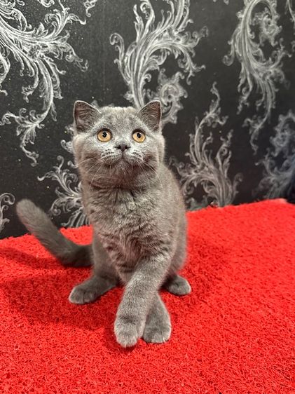 ลูกแมว สก็อตติชโฟล์ด สีบลู 3เดือน เด็กหญิง พร้อมย้าย รูปที่ 2