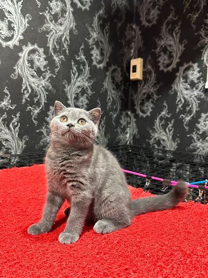 ลูกแมว สก็อตติชโฟล์ด สีบลู 3เดือน เด็กหญิง พร้อมย้าย รูปที่ 8