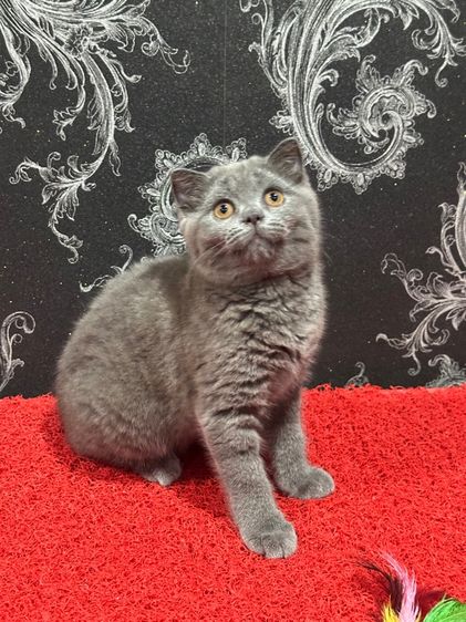 สก็อตติช โฟลด์ (Scottish Fold) ลูกแมว สก็อตติชโฟล์ด สีบลู 3เดือน เด็กหญิง พร้อมย้าย
