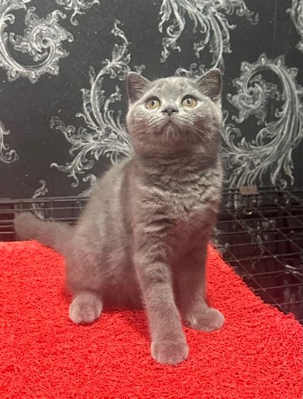 ลูกแมว สก็อตติชโฟล์ด สีบลู 3เดือน เด็กหญิง พร้อมย้าย รูปที่ 6