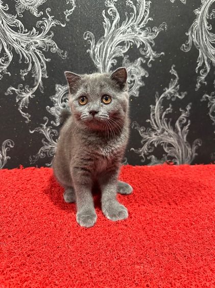 ลูกแมว สก็อตติชโฟล์ด สีบลู 3เดือน เด็กหญิง พร้อมย้าย รูปที่ 4