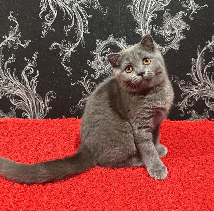 ลูกแมว สก็อตติชโฟล์ด สีบลู 3เดือน เด็กหญิง พร้อมย้าย รูปที่ 3