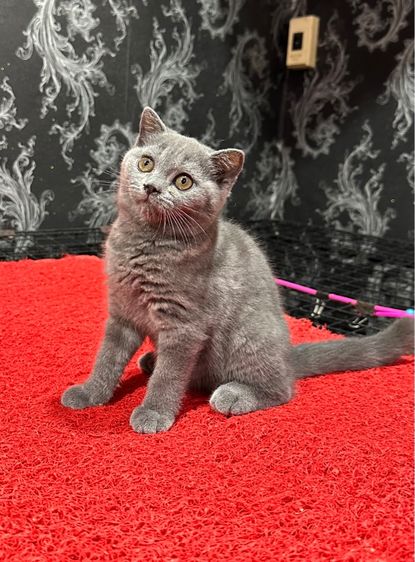 ลูกแมว สก็อตติชโฟล์ด สีบลู 3เดือน เด็กหญิง พร้อมย้าย รูปที่ 5