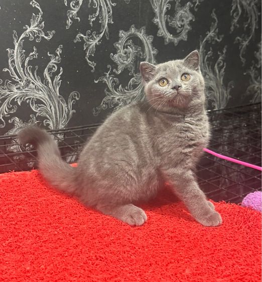 ลูกแมว สก็อตติชโฟล์ด สีบลู 3เดือน เด็กหญิง พร้อมย้าย รูปที่ 7