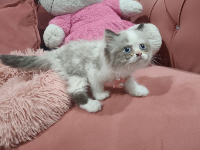 เด็กหญิง หมีแพนด้า  พร้อมย้าย🏠😻💃 ระบบปิด 😸 รูปที่ 9