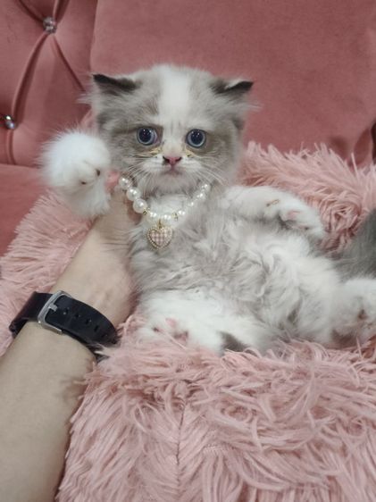 เด็กหญิง หมีแพนด้า  พร้อมย้าย🏠😻💃 ระบบปิด 😸 รูปที่ 4