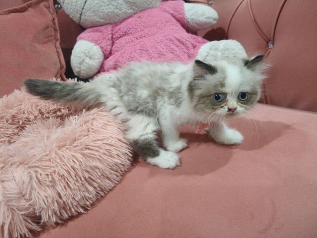 เด็กหญิง หมีแพนด้า  พร้อมย้าย🏠😻💃 ระบบปิด 😸 รูปที่ 8