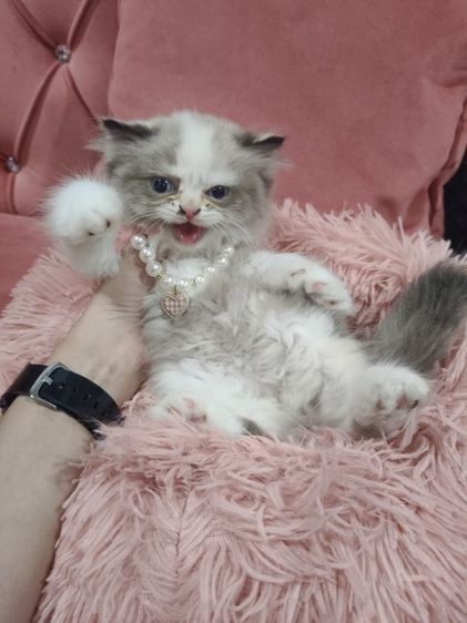 เด็กหญิง หมีแพนด้า  พร้อมย้าย🏠😻💃 ระบบปิด 😸 รูปที่ 3