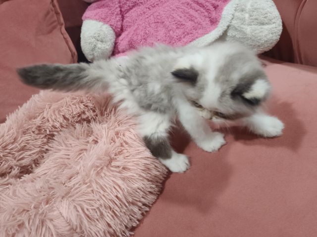 เด็กหญิง หมีแพนด้า  พร้อมย้าย🏠😻💃 ระบบปิด 😸 รูปที่ 6