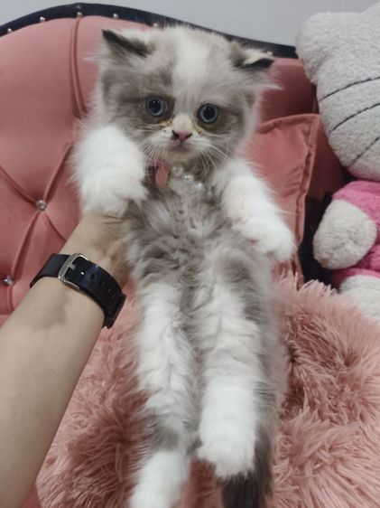 เด็กหญิง หมีแพนด้า  พร้อมย้าย🏠😻💃 ระบบปิด 😸 รูปที่ 5