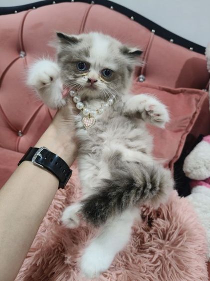 เด็กหญิง หมีแพนด้า  พร้อมย้าย🏠😻💃 ระบบปิด 😸